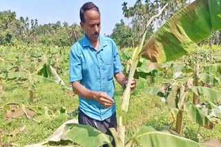 കർഷകനെ കടക്കണിയിലാക്കി സാമൂഹ്യവിരുദ്ധർ വാഴ കൃഷി വെട്ടി നശിപ്പിച്ചു  Farmer Complaints Anti Socials Destroyed His Crops  വാഴകൾ വെട്ടിനിരത്തി  സാമൂഹ്യവിരുദ്ധർ  കൃഷി നശിപ്പിച്ചു  ചെറുകുളത്തൂർ വാഴ കൃഷി  കളത്തിങ്ങൽ വിനോദ്  കുന്ദമംഗലം പൊലീസ്