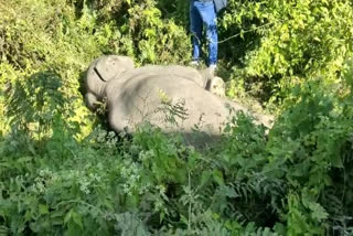 Three elephants died after being hit by a train in the Rajabhatkhawa forest in West Bengal's Alipurduar district on Monday morning.