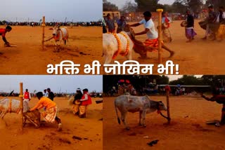 Dangerous game with animals on Dishom Sohrai festival in Jamshedpur
