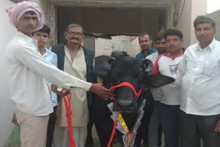 Murrah Buffalo sold for Rs 4.60 lakh In Haryana