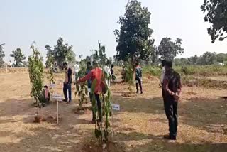 Plant trees get free electricity scheme