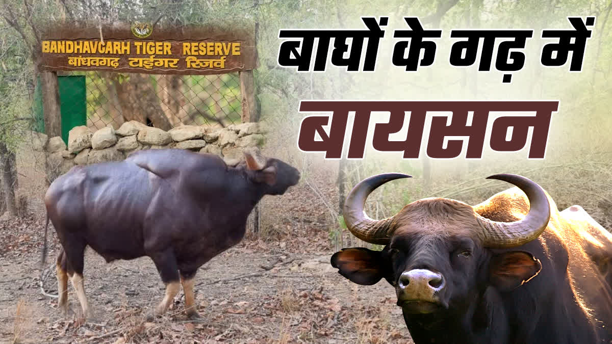 BANDHAVGARH TIGER RESERVE BISON POPULATION