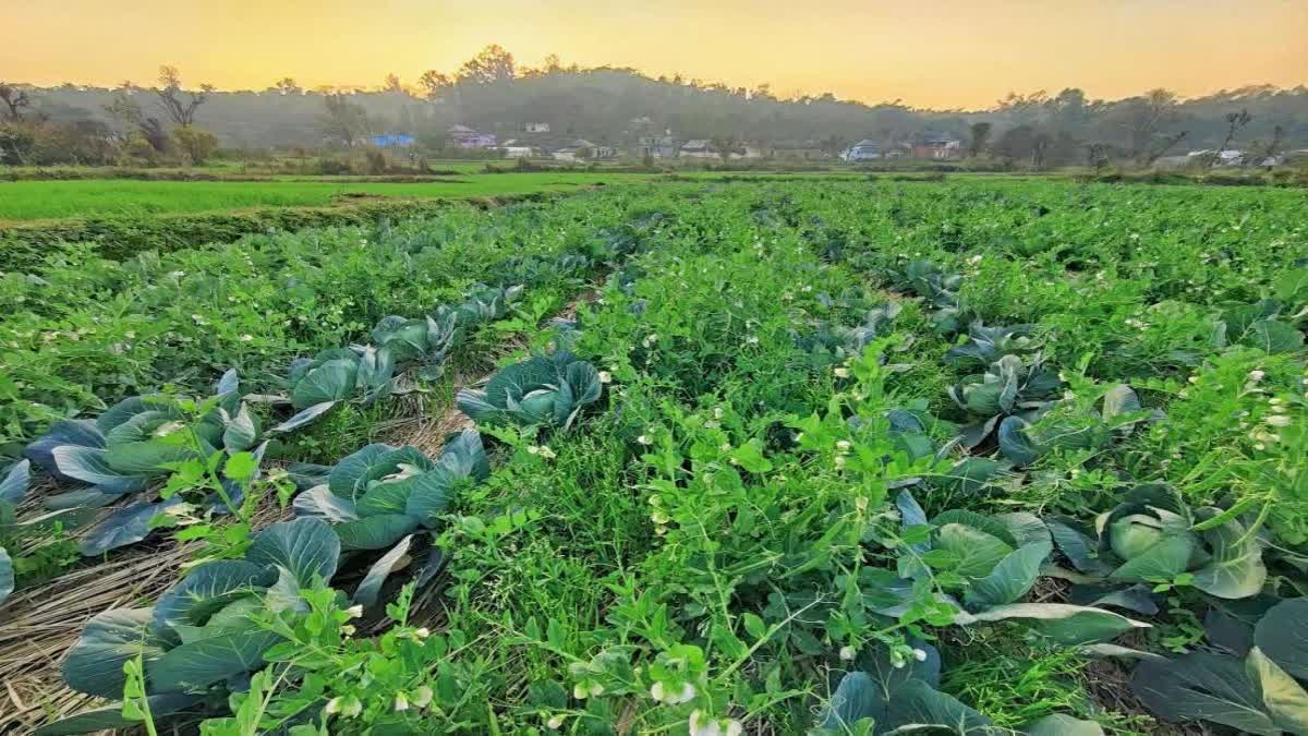 Farmers say needs of proper provisions, system to shift chemical farming to natural farming