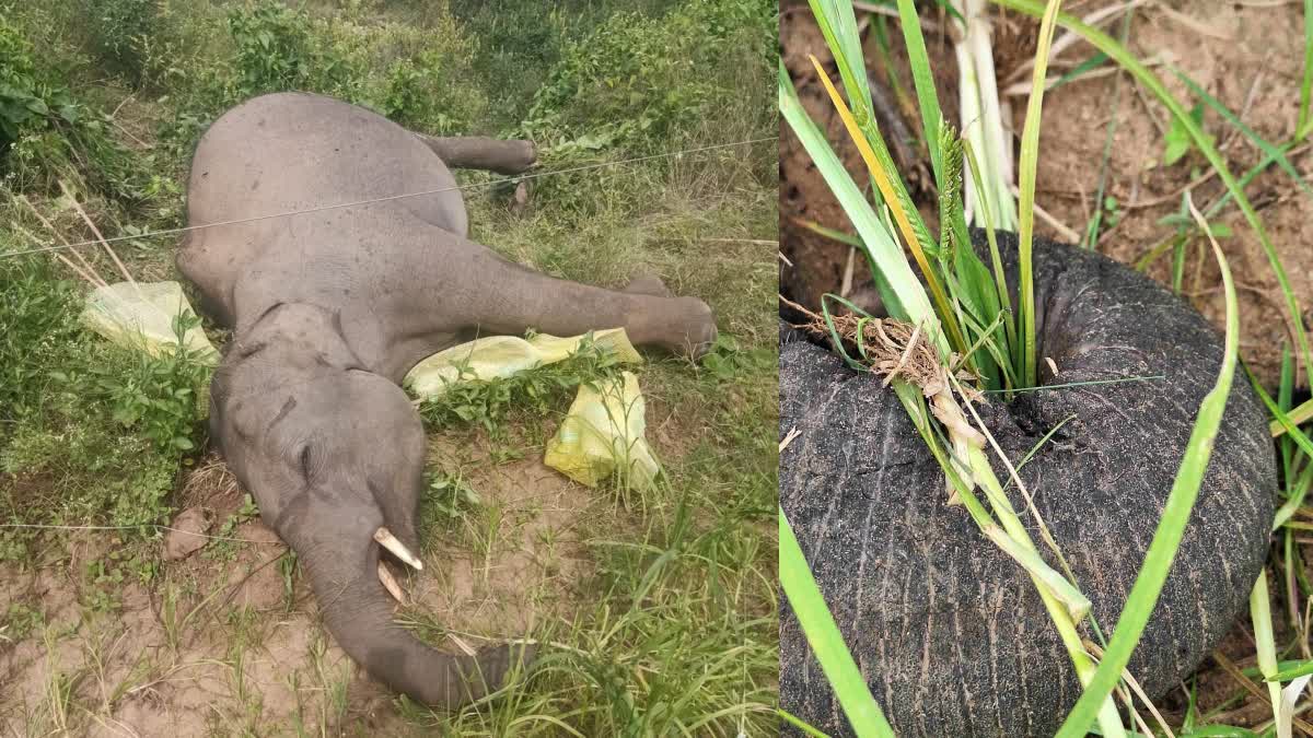 ಆಹಾರ ಅರಸಿ ಬಂದ ಆನೆ ಮರಿ ವಿದ್ಯುತ್ ಶಾಕ್​ಗೆ ಬಲಿ