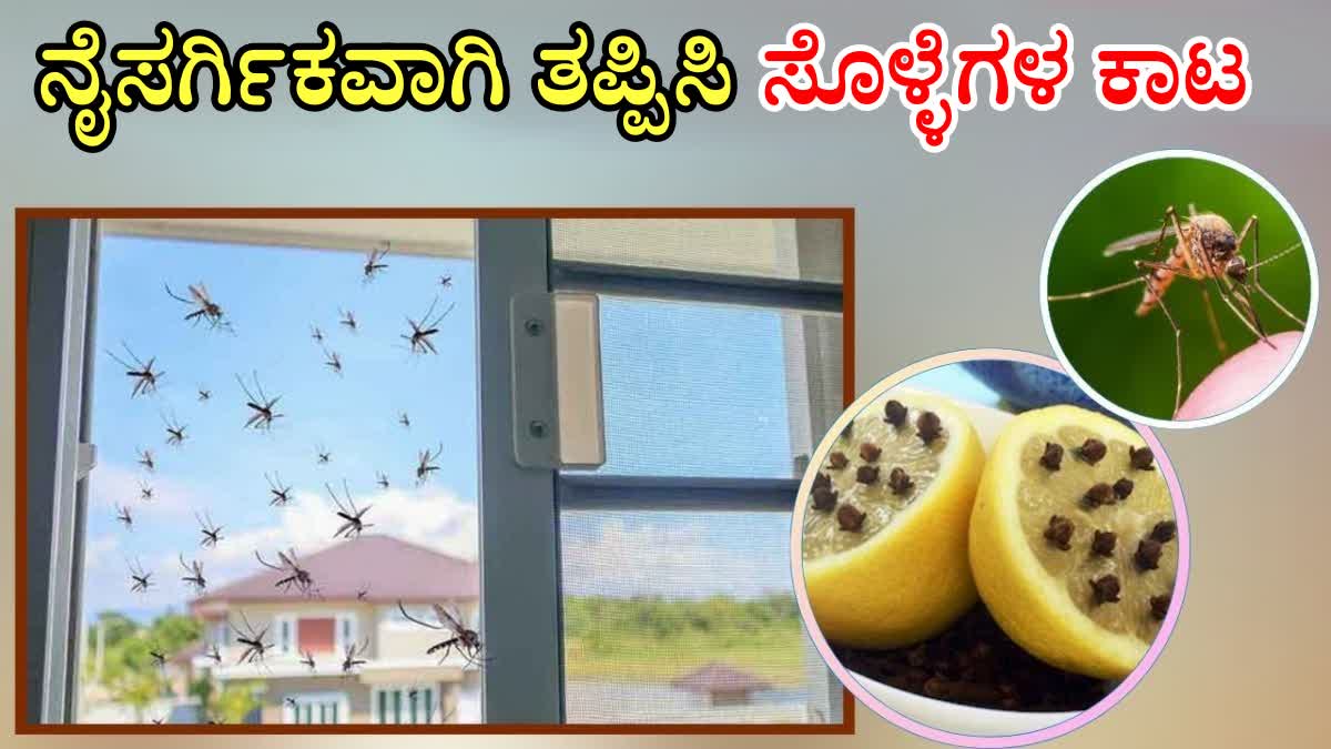 PREVENT MOSQUITO BITES NATURALLY  GET RID OF MOSQUITOES  KEEP MOSQUITO AWAY IN Kannada  WAYS TO KEEP MOSQUITO AWAY