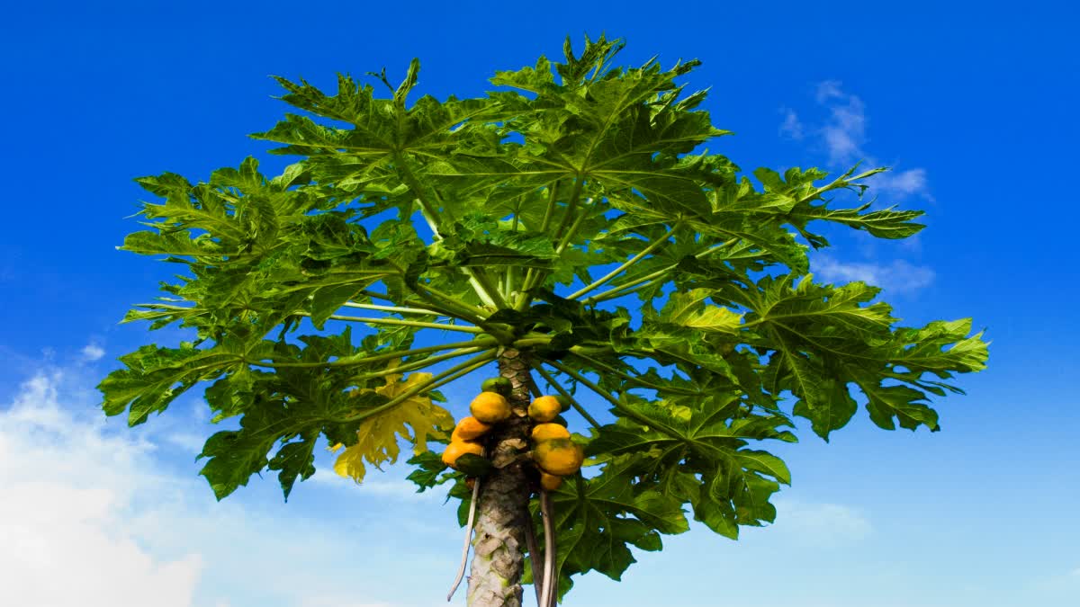 PAPAYA LEAF HEALTH BENEFITS  പപ്പായ ഇലയുടെ ആരോഗ്യ ഗുണങ്ങൾ  PAPAYA LEAF BENEFITS FOR PLATELETS  PAPAYA LEAVES