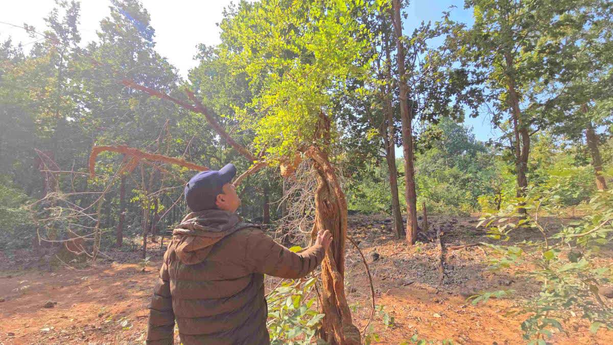 The Hasnewala Ped or Thanali tree in Ramgarh forest