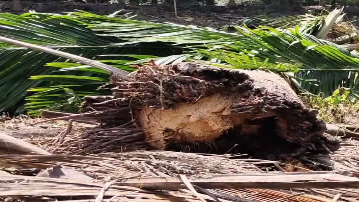 WILD ANIMALS  കാട്ടാനശല്യം  വ്യാപക വിള നാശം  എടക്കര മൂത്തേടം