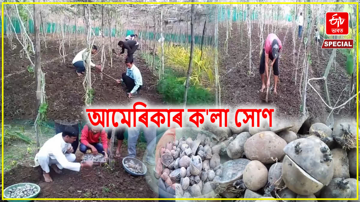 black potato farming