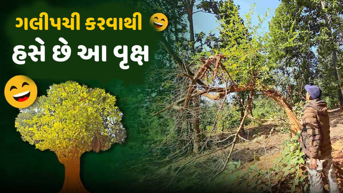 થાનૈલાનું હસતું વૃક્ષ