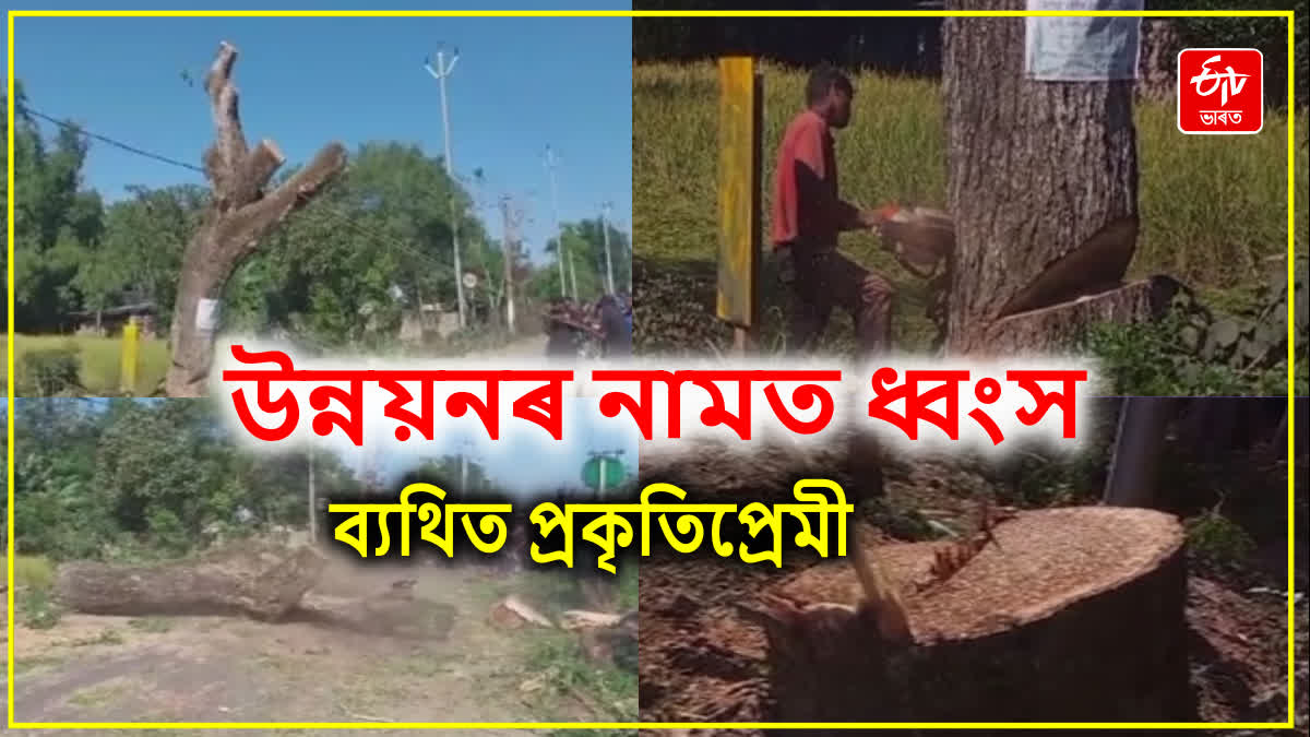 Jorhat trees cutting controversy