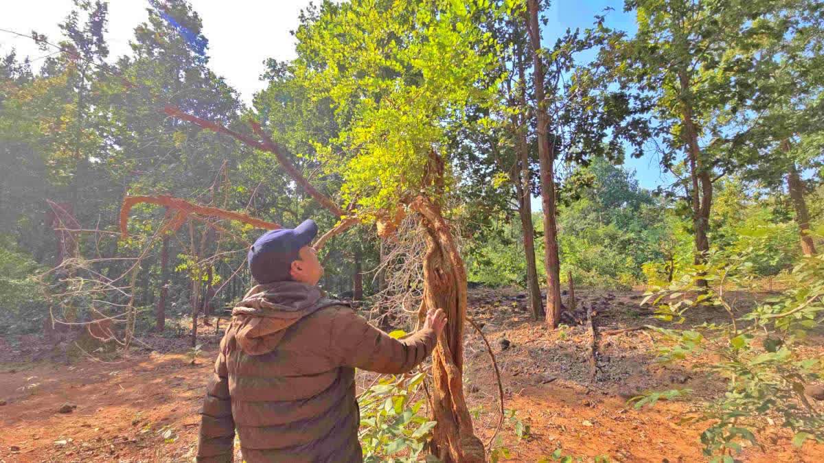 THANALIA TREE OR RANDIA DUMITORUM  TICKLE TREE IN UTTARAKHAND  ഇക്കിളിയാകുന്ന മരം