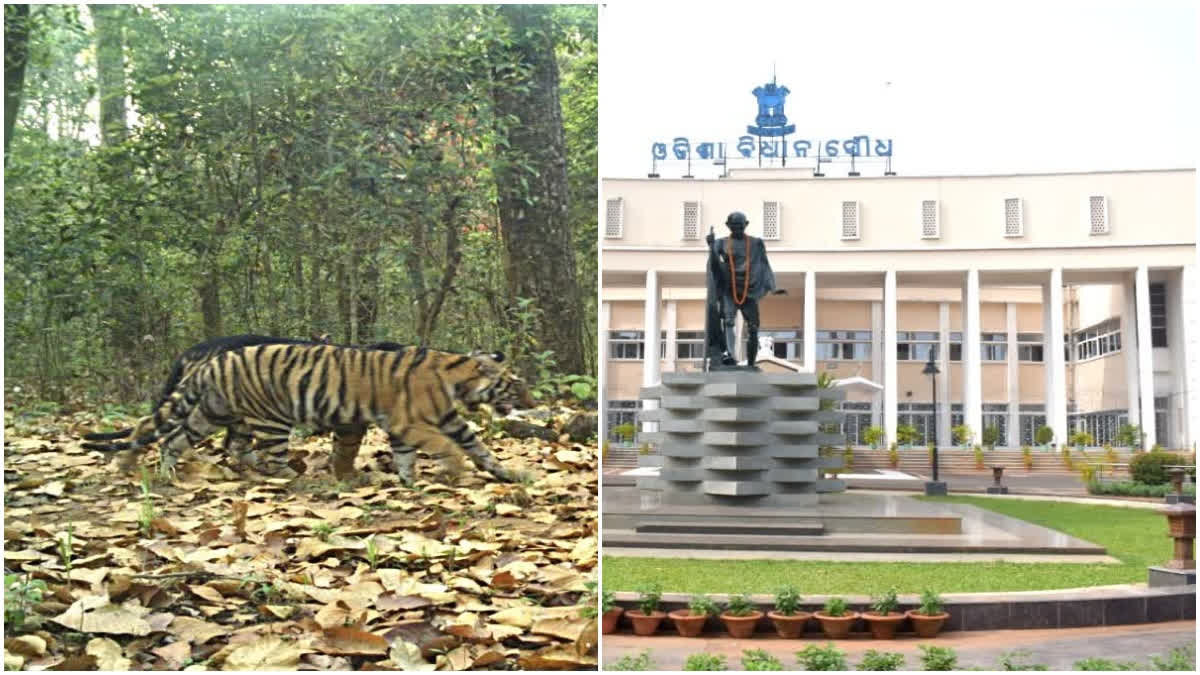 Odisha has 30 tigers