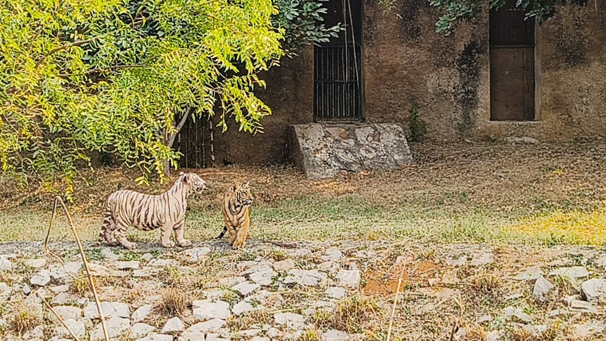 Nahargarh Biological Park in Jaipur