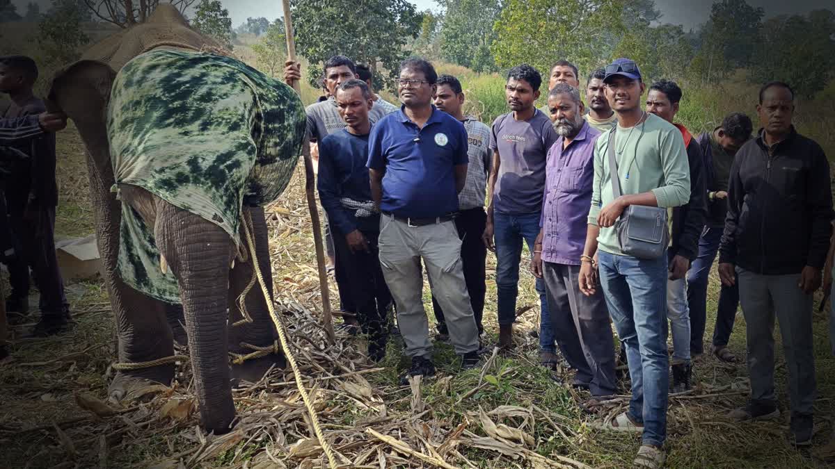 Calf injured, Elephant injured, potash bomb, elephant poacher