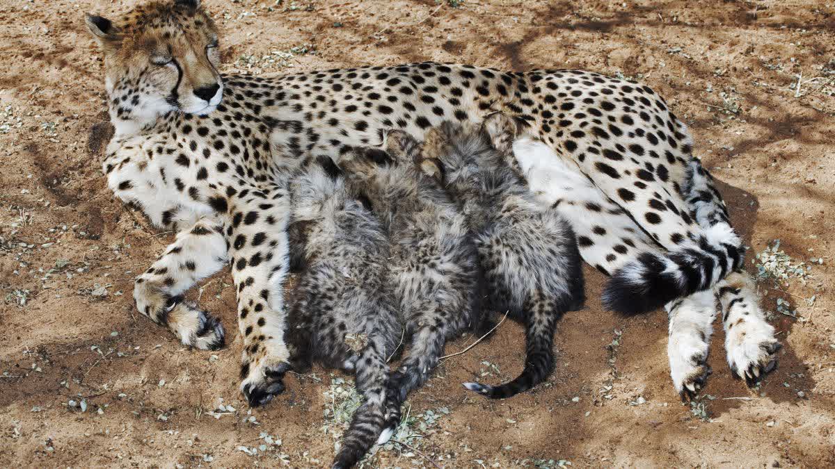 SHEOPUR KUNO NATIONAL PARK