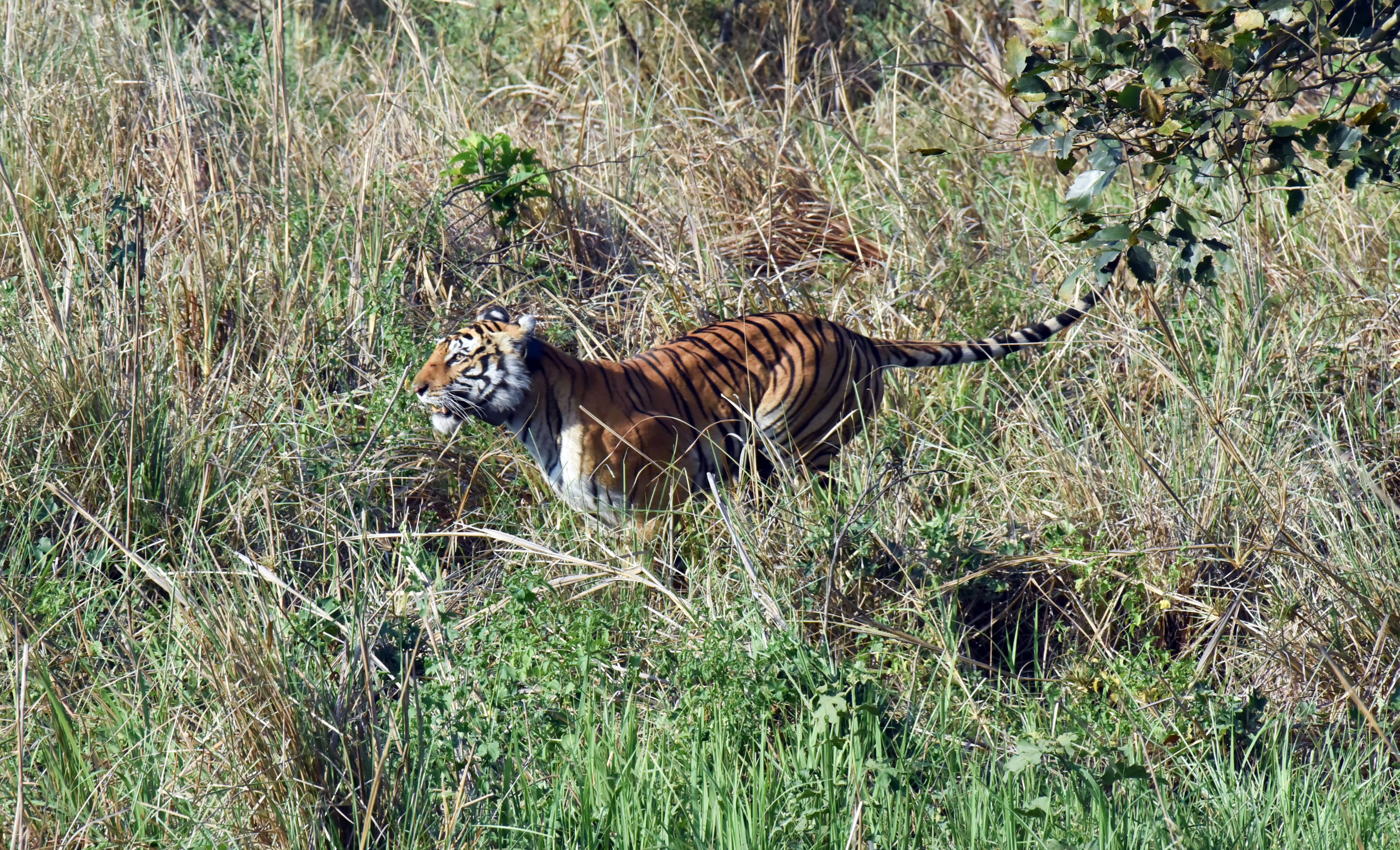 The article illustrates the complex and gendered relationships between nature and society in the forests of the CTR. It shows how women residing around the CTR use the forest as a multifaceted space for material requirements, cultural associations, seeking privacy or escaping patriarchal violence.