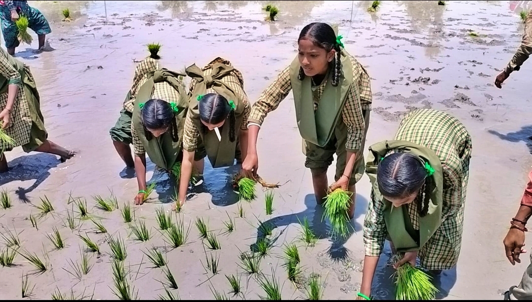 ನಾಟಿ ಮಾಡುತ್ತಿರುವ ವಿದ್ಯಾರ್ಥಿನಿಯರು.