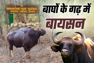 BANDHAVGARH TIGER RESERVE BISON POPULATION