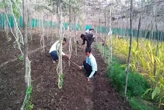 Black Potato Farming