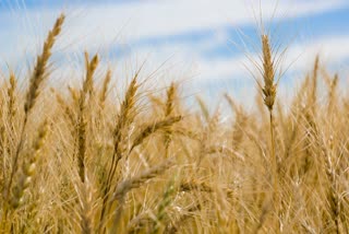 RABI CROP IN CHHATTISGARH