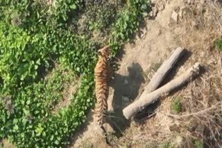 TIGER ROAMING NEAR KASDOL