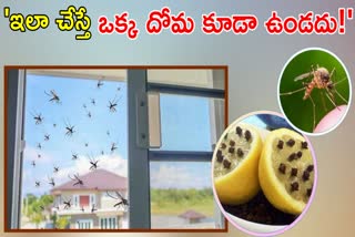 Home Remedies Get Rid Of Mosquitoes