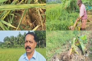 കാട്ടുപ്പന്നി ആക്രമണം  Crop Damage In Wild Boar Attack  കാട്ടുപ്പന്നി കൃഷിനശിപ്പിച്ചു  Wild Boar Attack