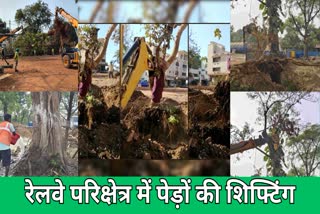 Trees shifted in railway area