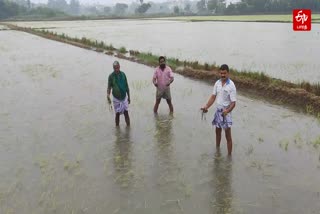 மழைநீரில் மூழ்கி பயிர்கள்