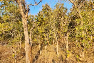 DEAD TIGER AT MELGHAT