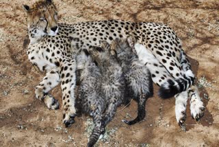 SHEOPUR KUNO NATIONAL PARK