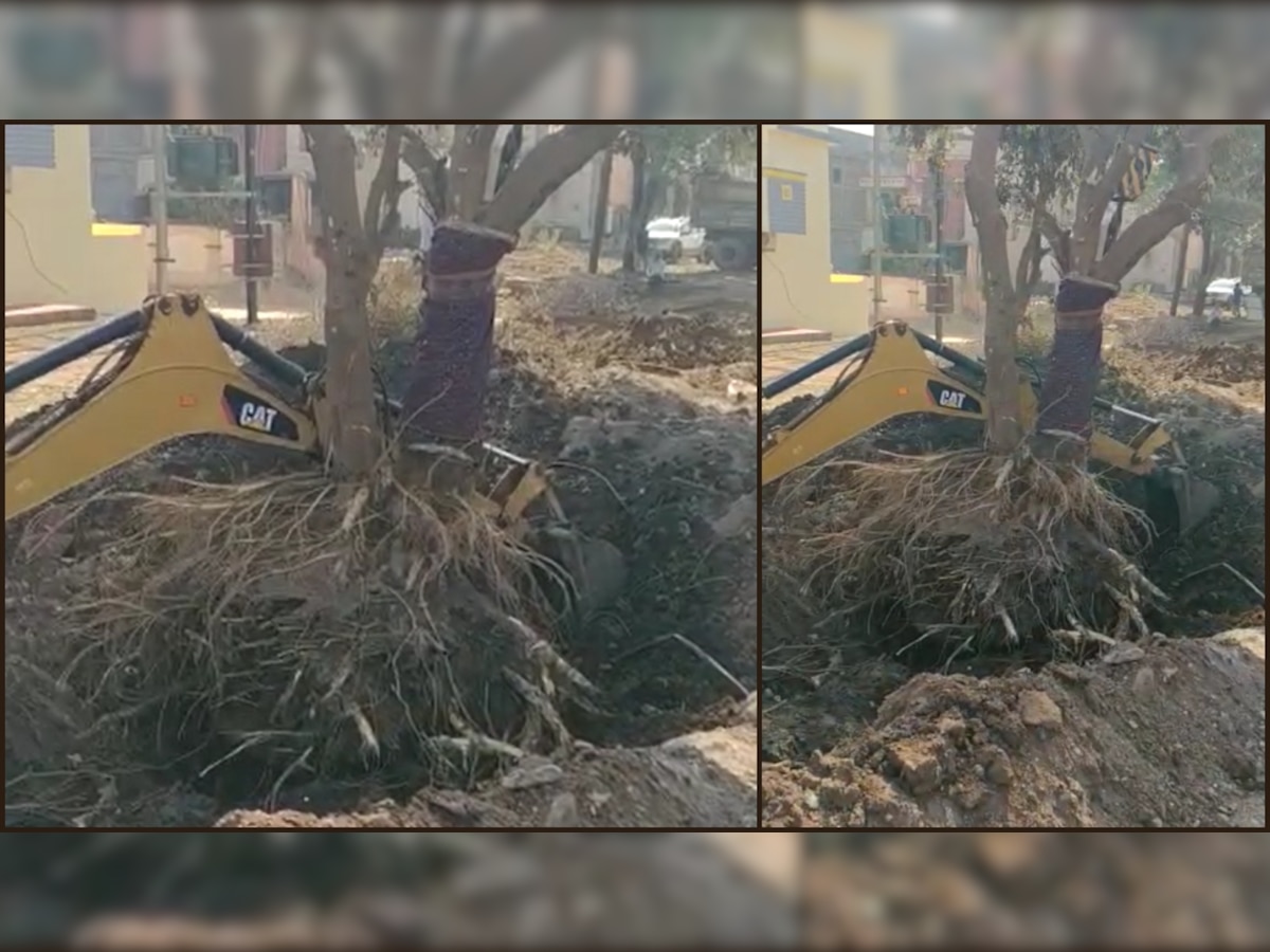 Trees shifted in railway area