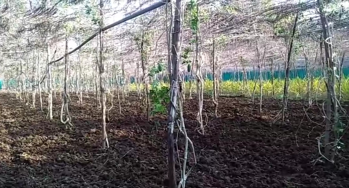 black potato farming