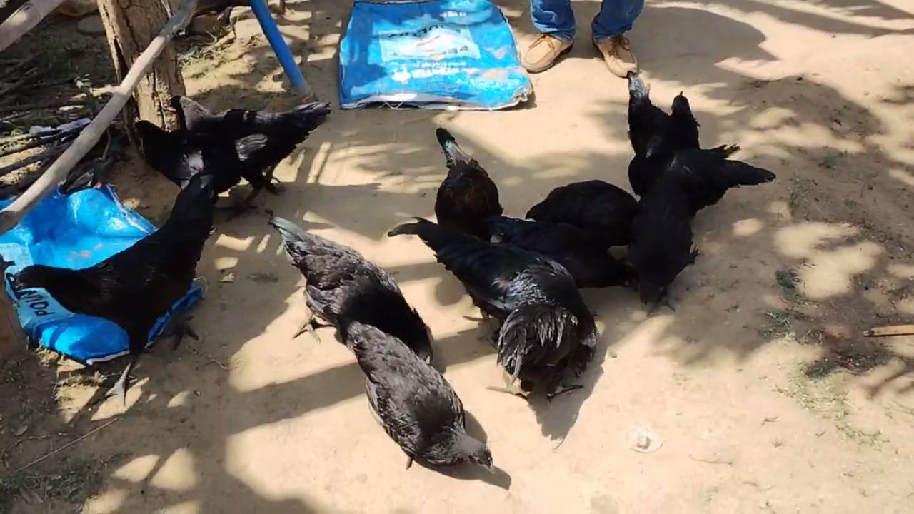 KADAKNATH POULTRY EARNING LAKHS