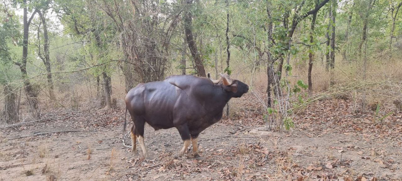 BISONS IN BANDHAVGARH