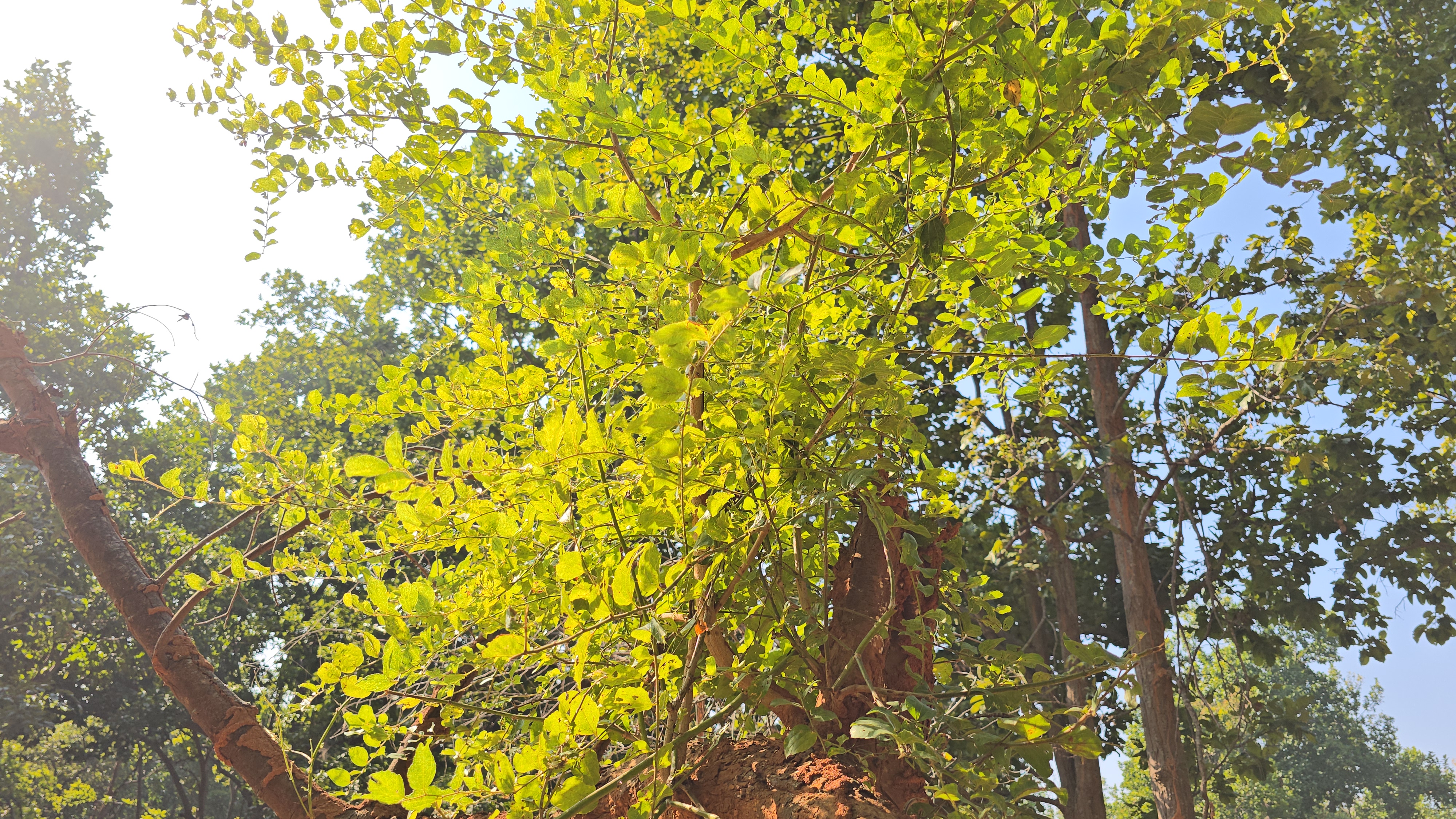 Nainital laughing tree