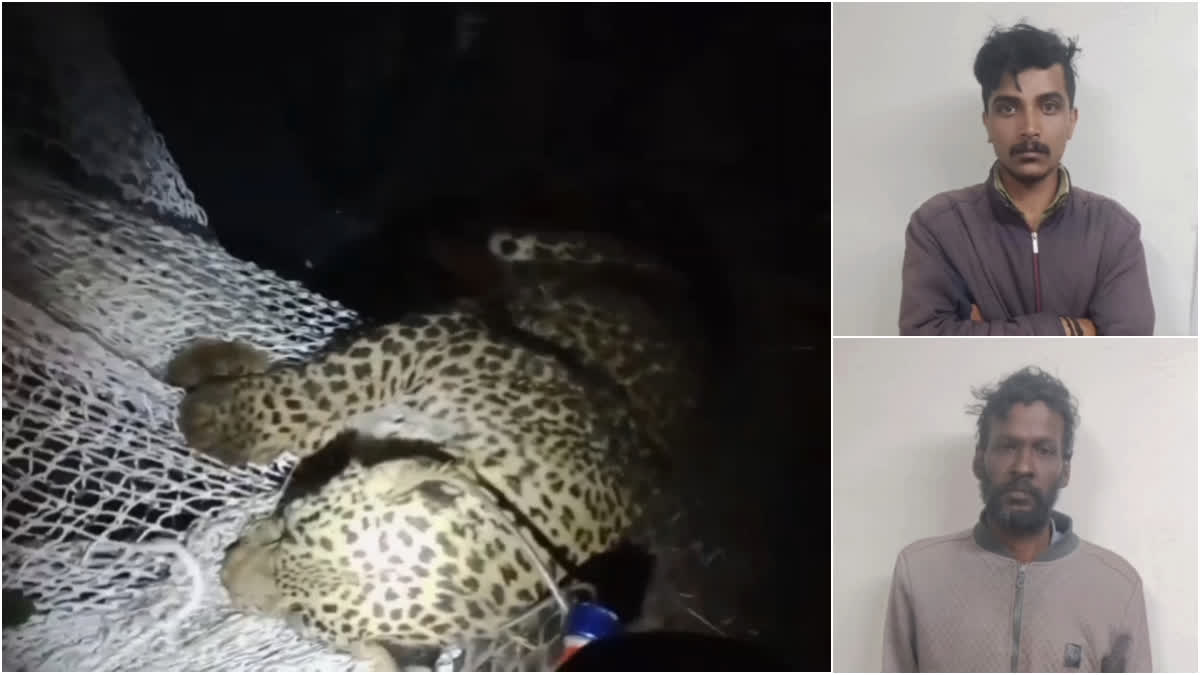 Two arrested in leopard killed case at Ooty