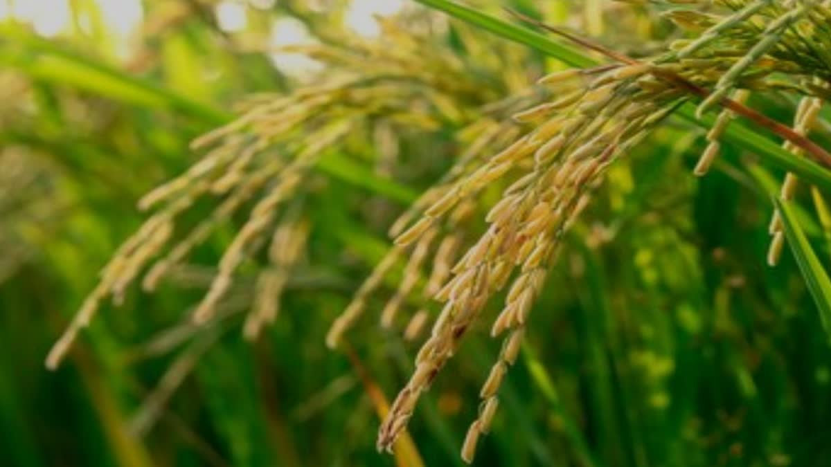 Himachal Govt Purchase paddy crop