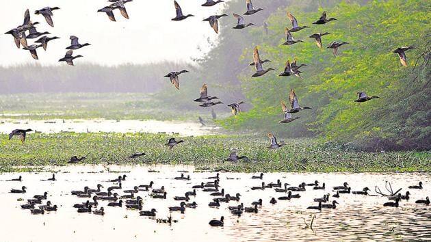 अगर आप नया साल प्रकृति के साथ सेलिब्रेट करना चाहते हैं तो आप ओखला बर्ड सेंचुरी विकसित कर सकते हैं.