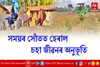 Traditional paddy thresher system with Modernity