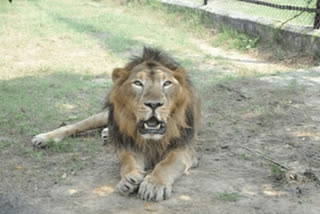 bahubali passes away at Etawah lion safari