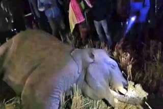 elephant died in truck accident
