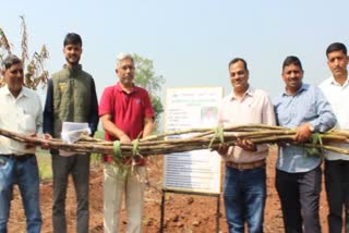 Sugarcane Farm In Kolhapur