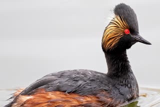 Black-necked Grebe sighted in J&K's Hokersar wetland