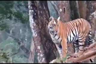 tiger sitting on a tree was captured on mobile