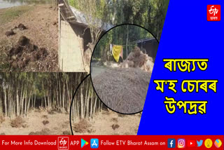 Buffalo theft at Yogibari in Golaghat