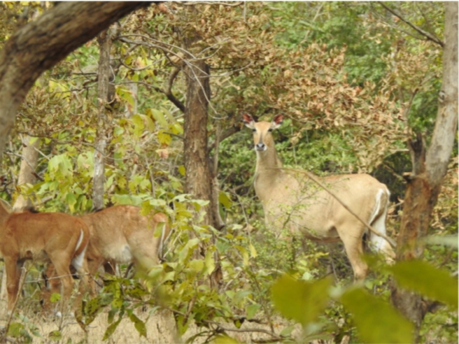 Bundelkhand wildlife destination Nauradehi Tiger Reserve