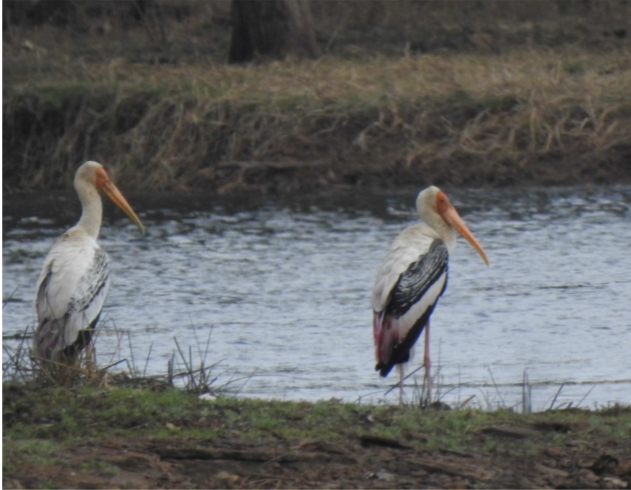 Bundelkhand wildlife destination Nauradehi Tiger Reserve