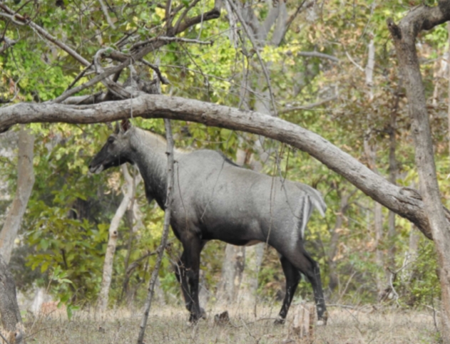 Bundelkhand wildlife destination Nauradehi Tiger Reserve